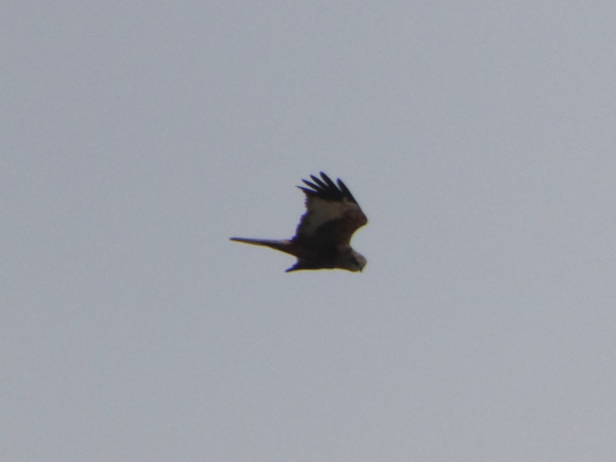 Western Marsh Harrier - ML617187610