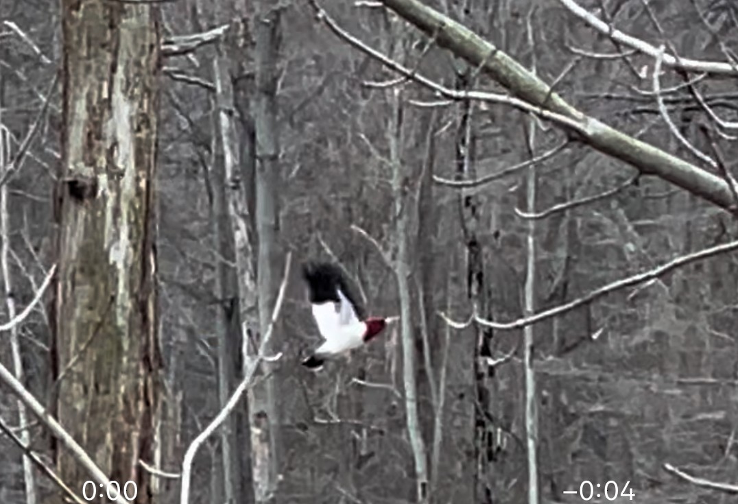 Red-headed Woodpecker - ML617187613