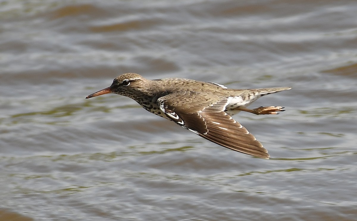 Spotted Sandpiper - ML617187615