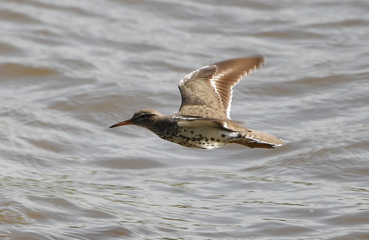 Spotted Sandpiper - ML617187616