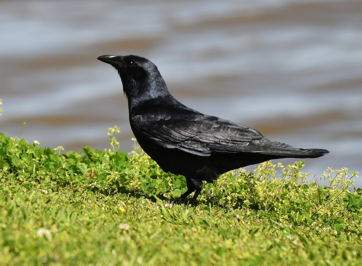 Fish Crow - ML617187630