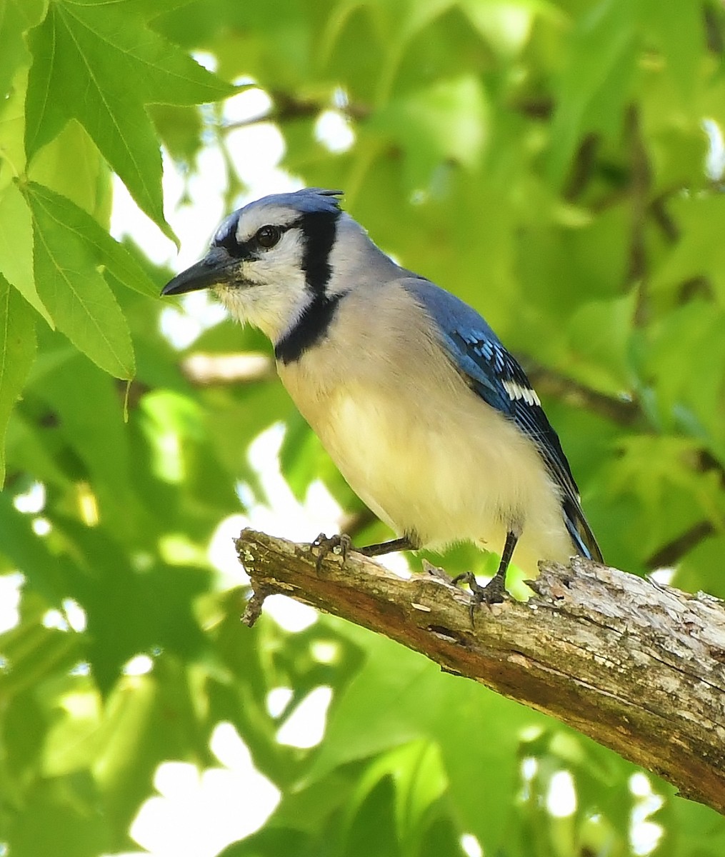 Blue Jay - ML617187665