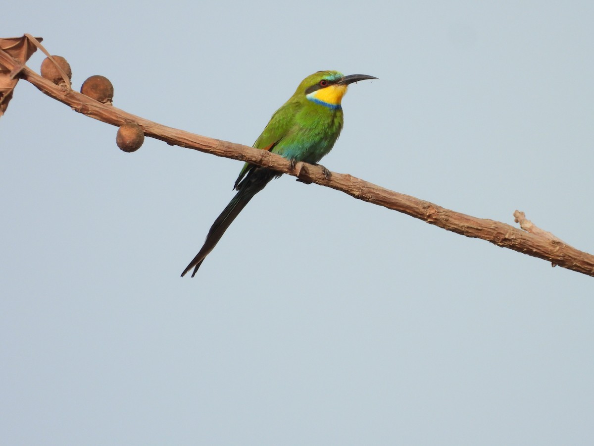 Abejaruco Golondrina - ML617187668