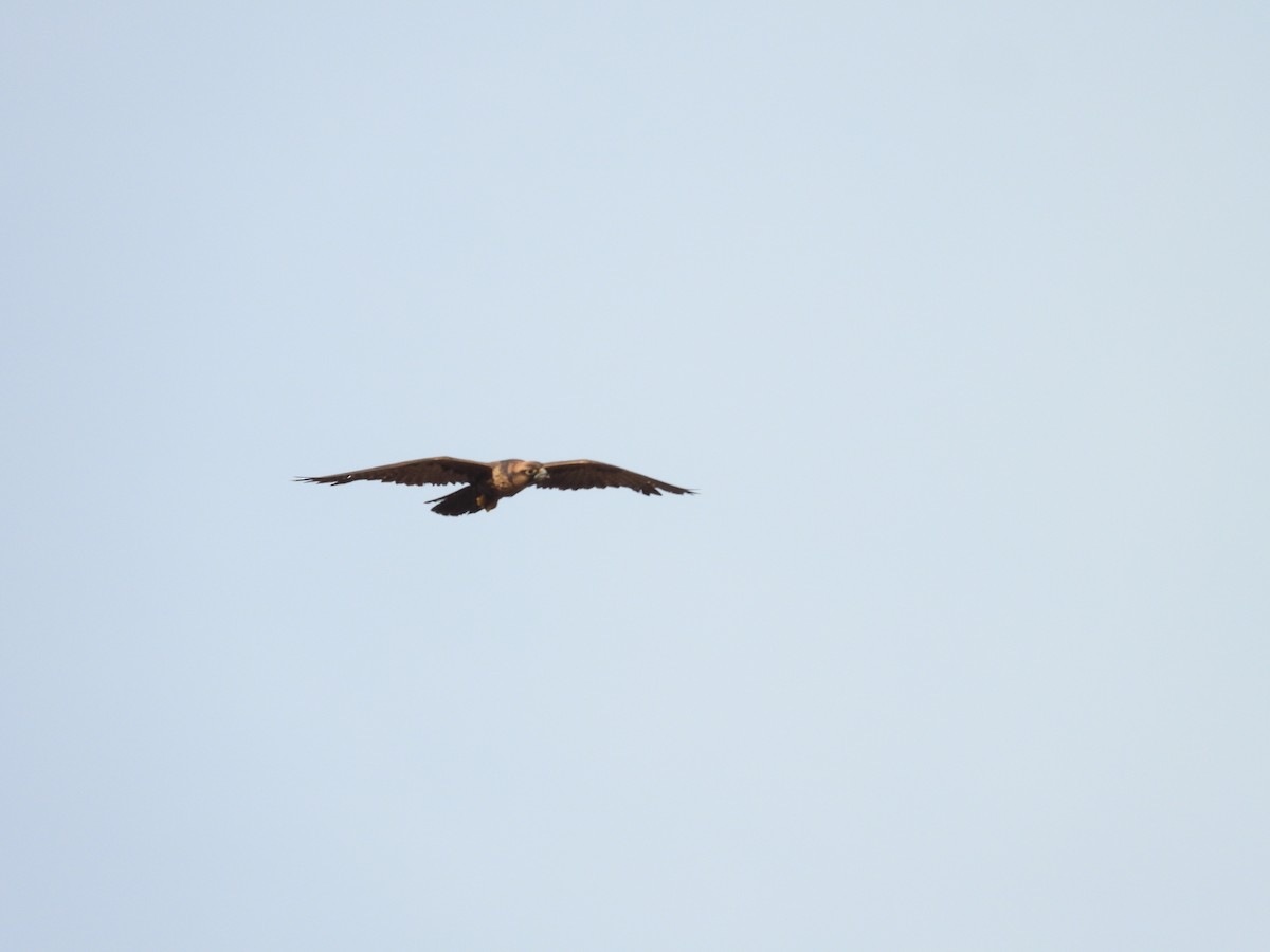 Lanner Falcon - Dennis Heynckes