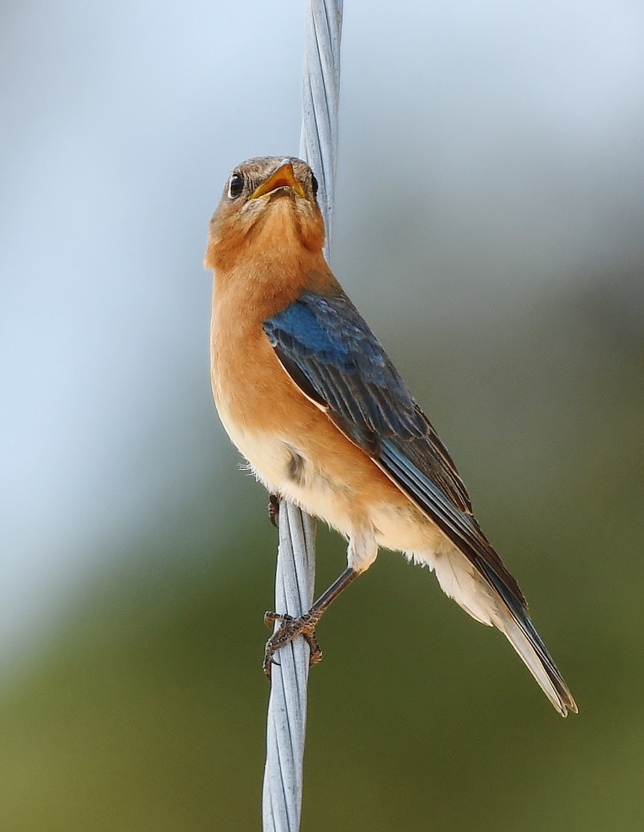 Eastern Bluebird - ML617187697