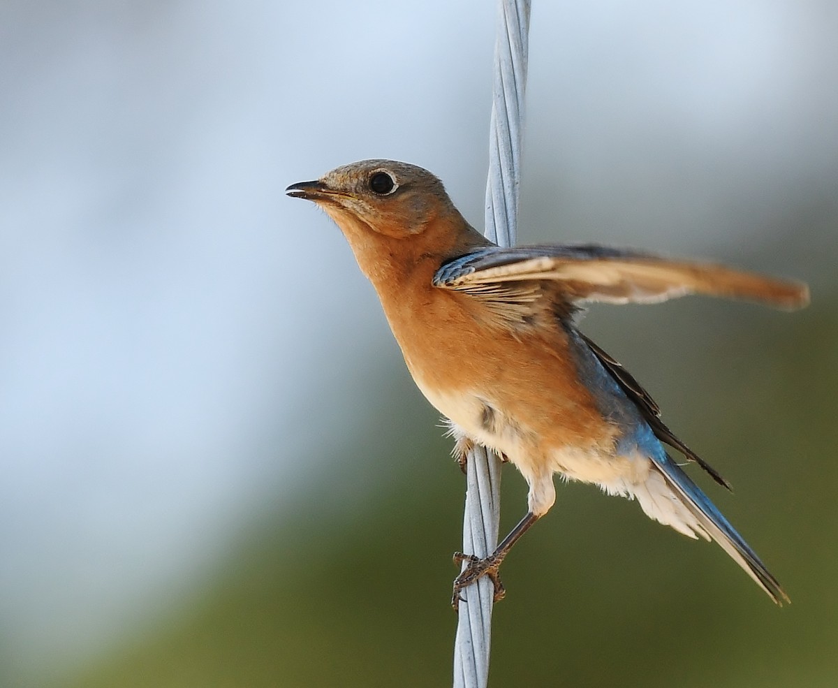 Eastern Bluebird - ML617187699