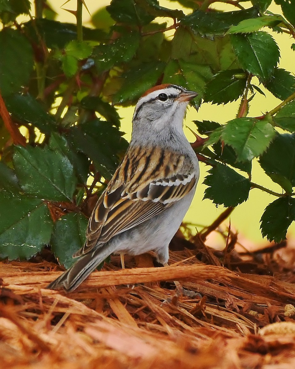 Chipping Sparrow - ML617187711