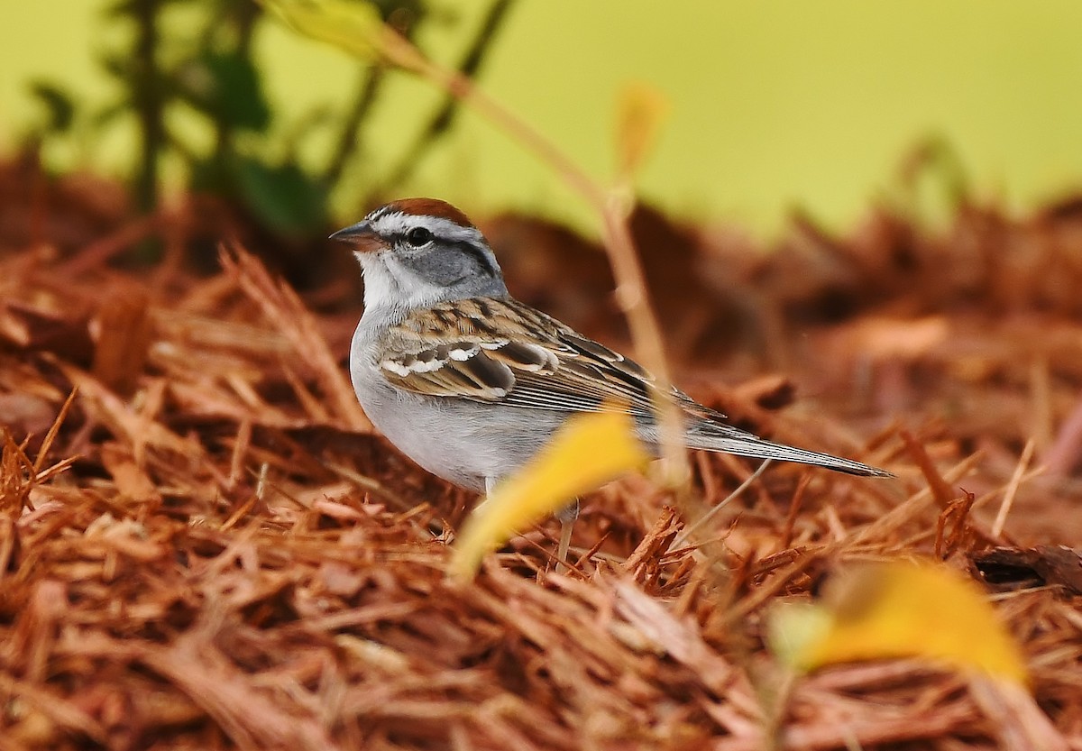 Chipping Sparrow - ML617187712