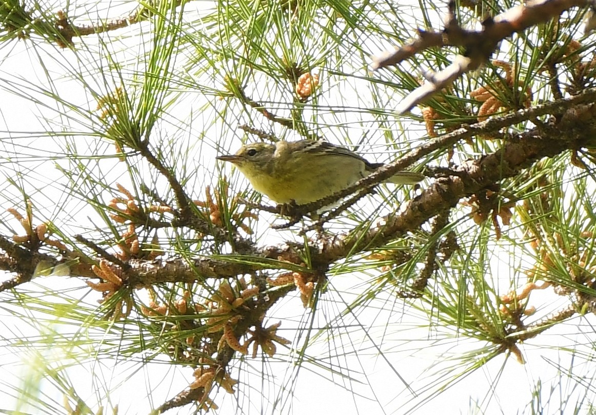 Pine Warbler - Rachel Hudson