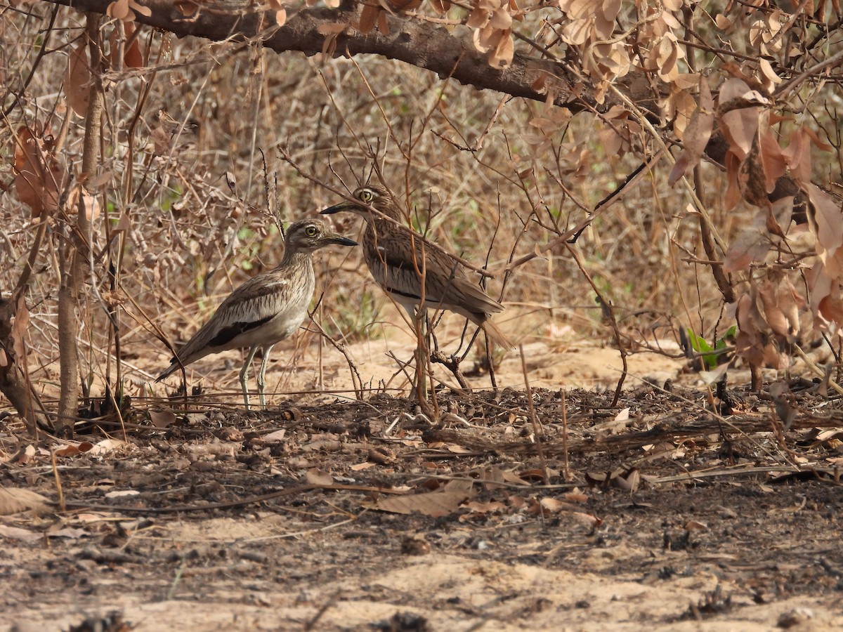 Senegal Thick-knee - ML617187784