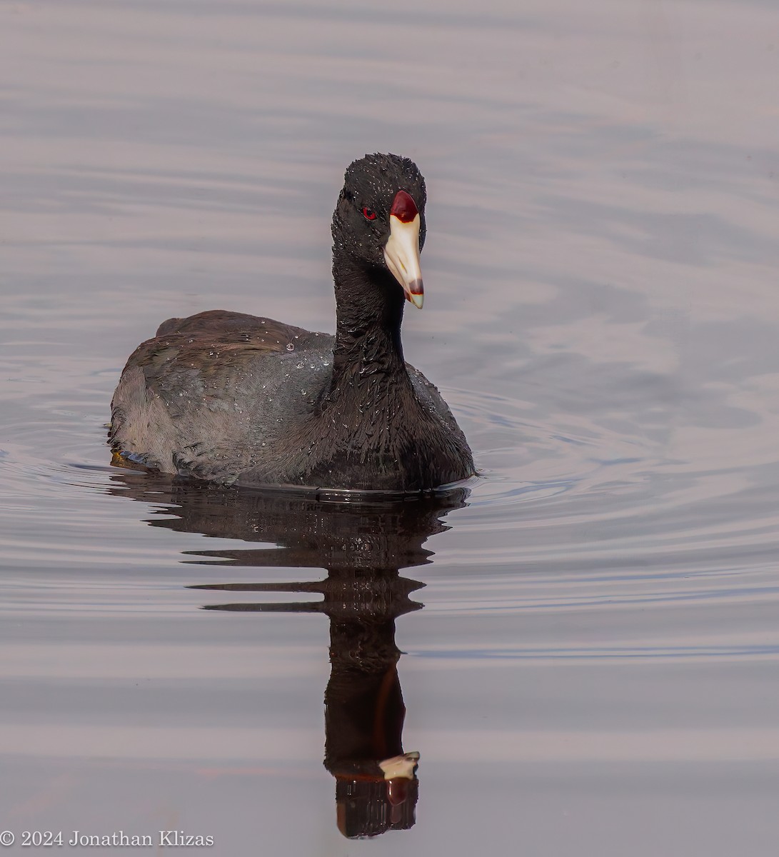 American Coot - ML617187792