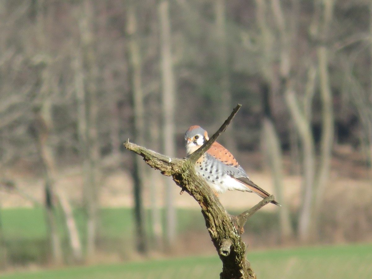 American Kestrel - James Speicher