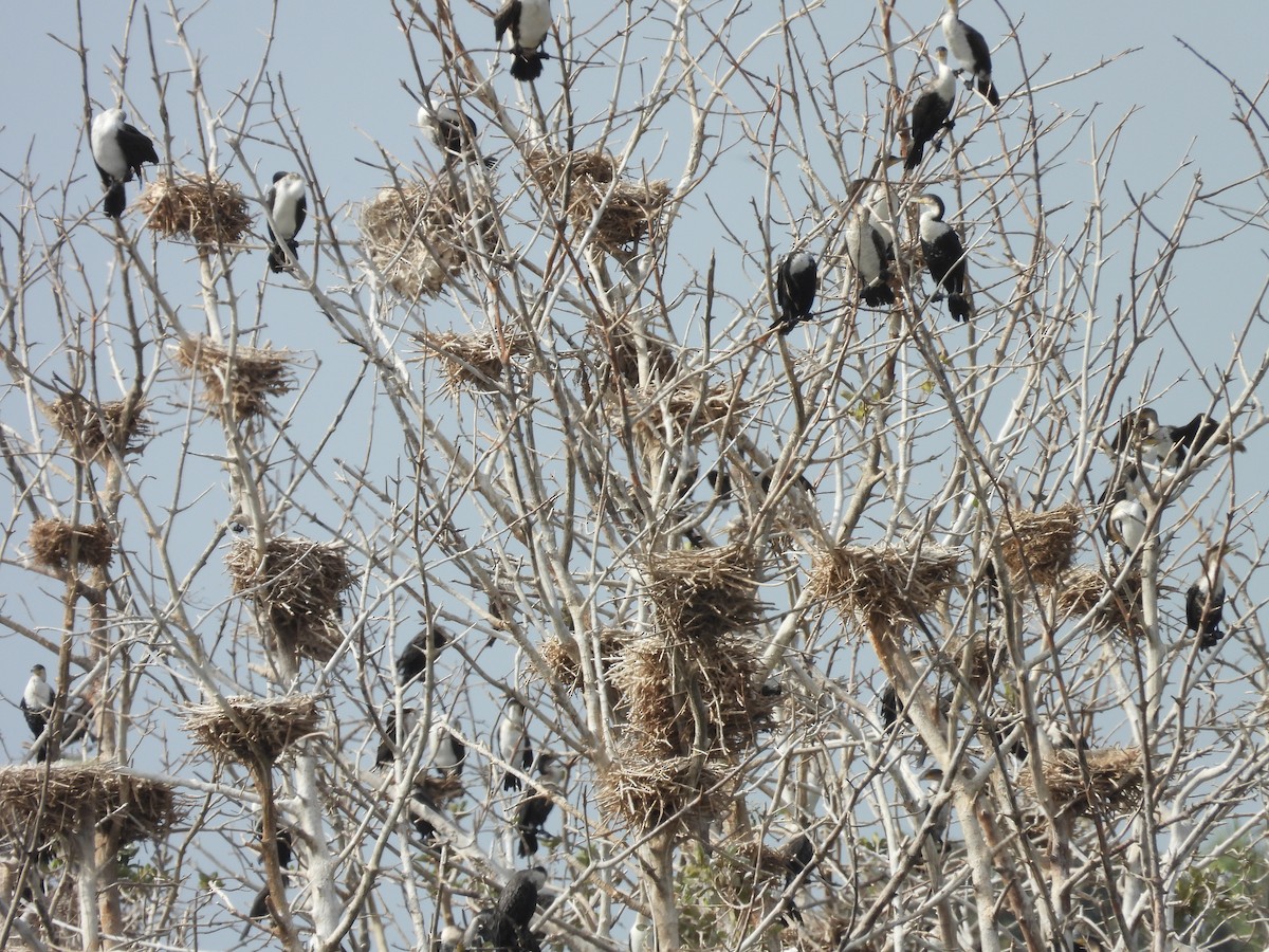 Great Cormorant (White-breasted) - ML617187834