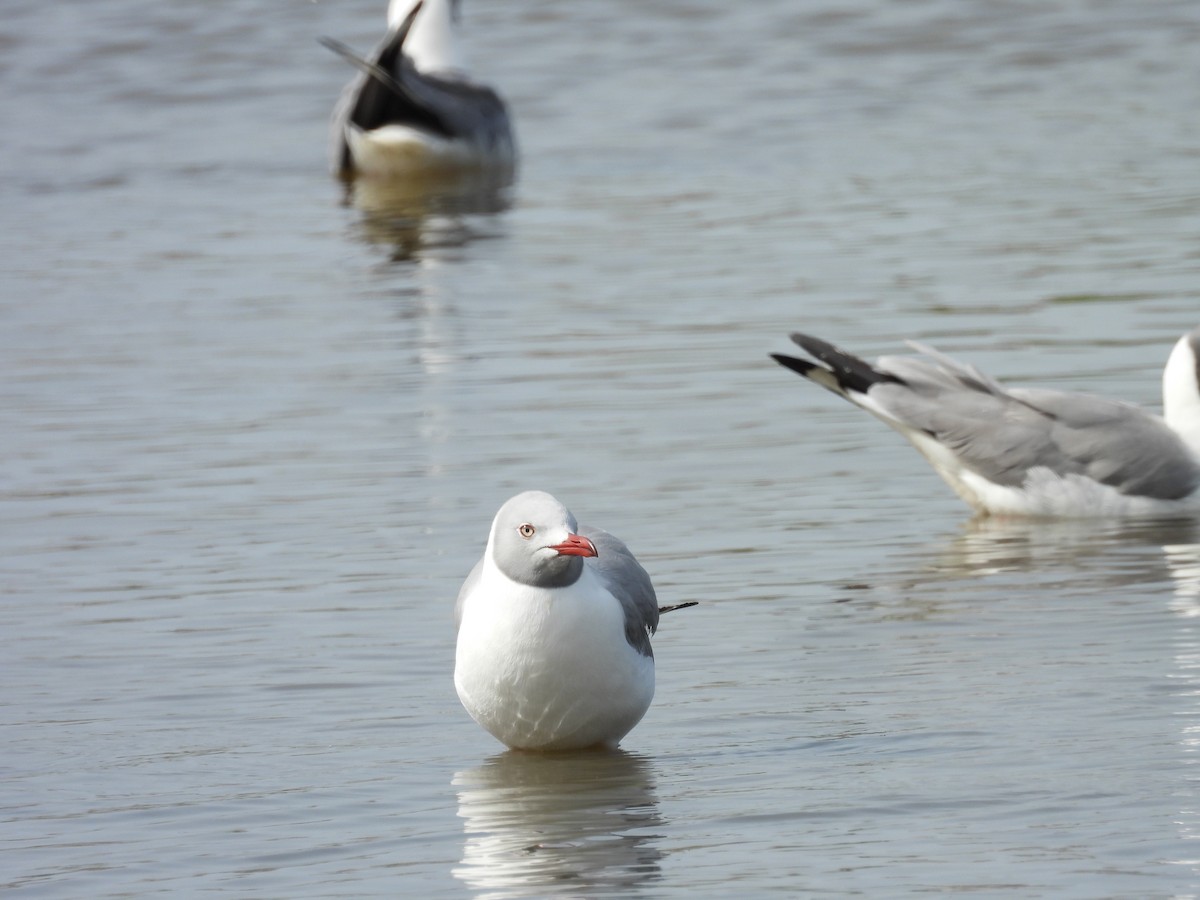 Gaviota Cabecigrís - ML617187862