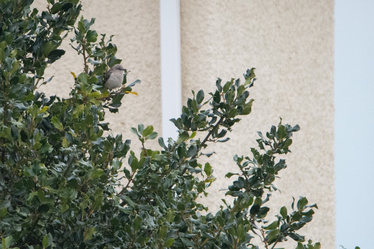 Northern Mockingbird - ML617187919