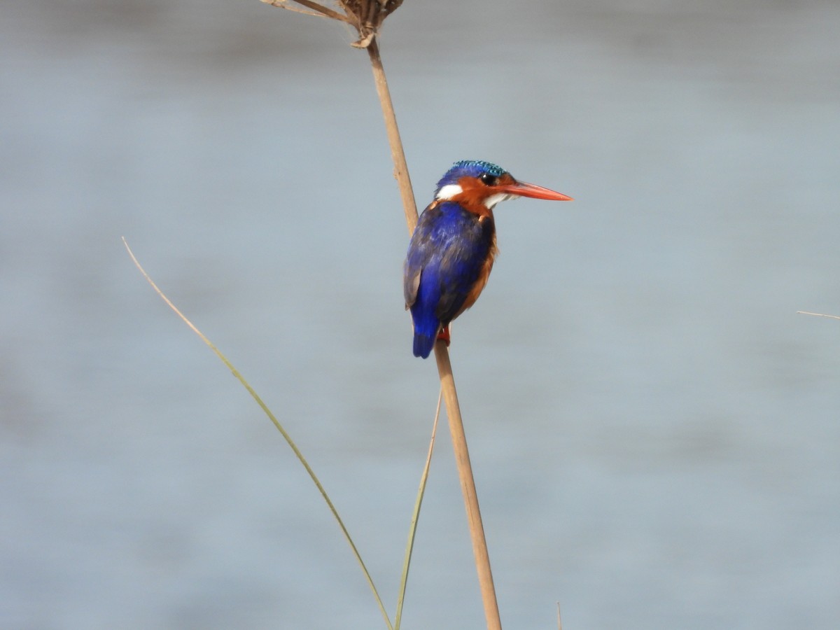 Malachite Kingfisher - ML617187925