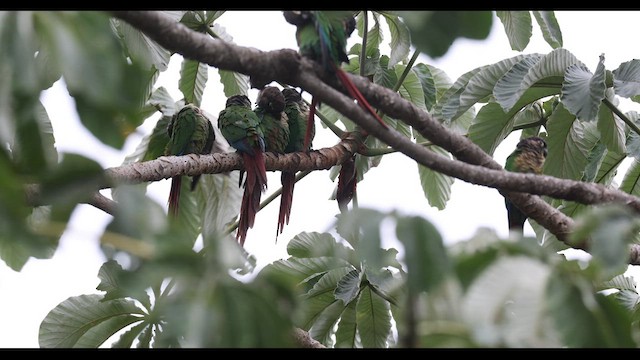 Conure de Molina - ML617187933