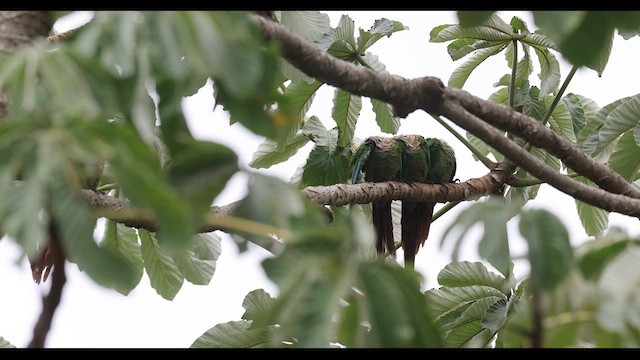 Conure de Molina - ML617187935