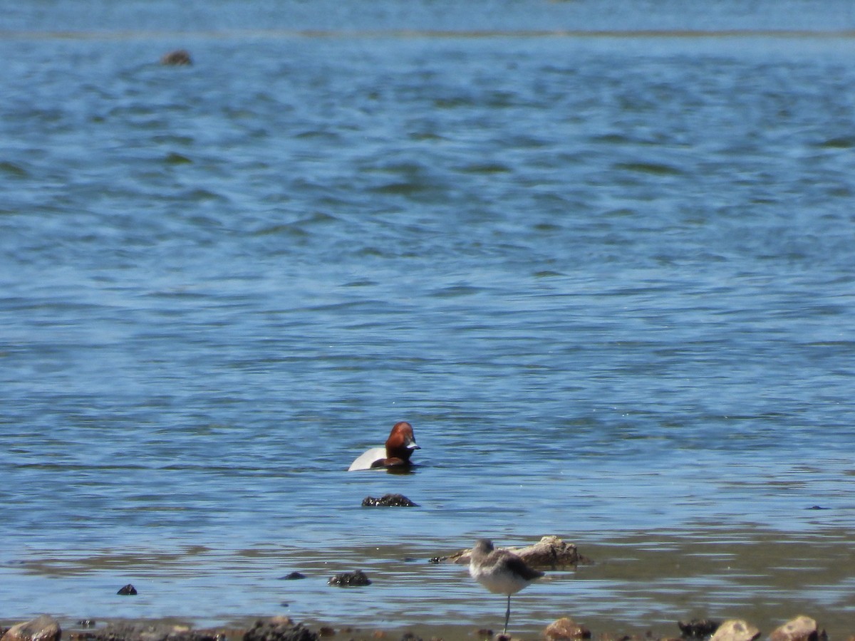 Common Pochard - Martina Corgnati