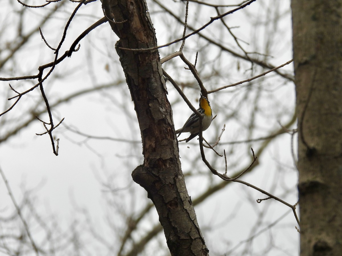 Yellow-throated Warbler - Corinna Honscheid