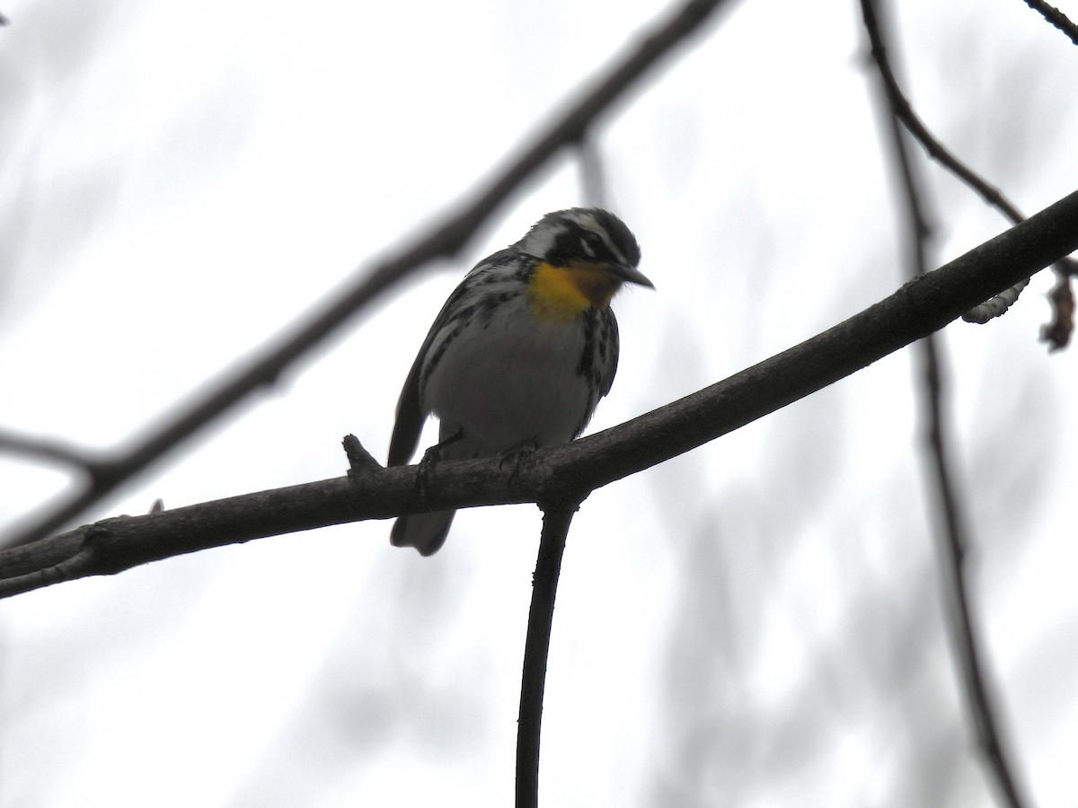 Yellow-throated Warbler - Corinna Honscheid
