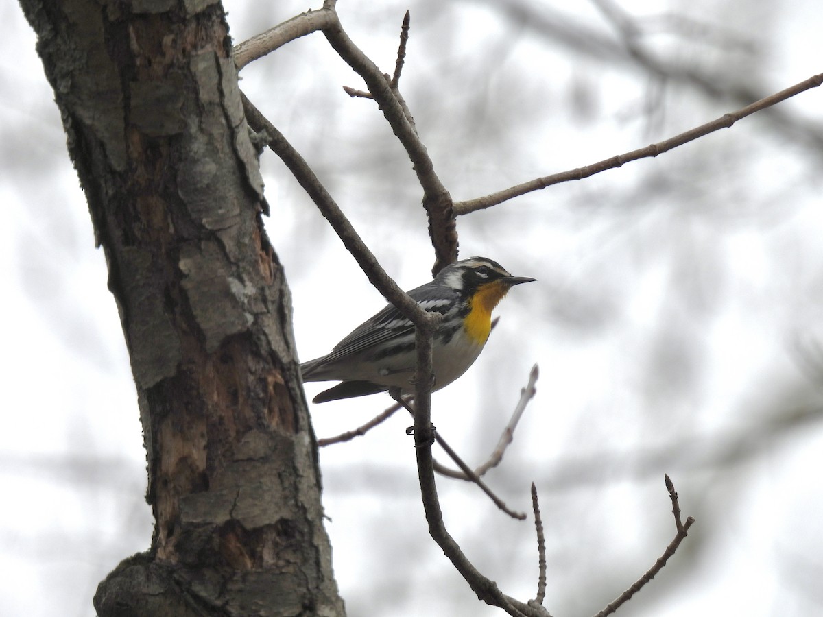 Yellow-throated Warbler - ML617187995