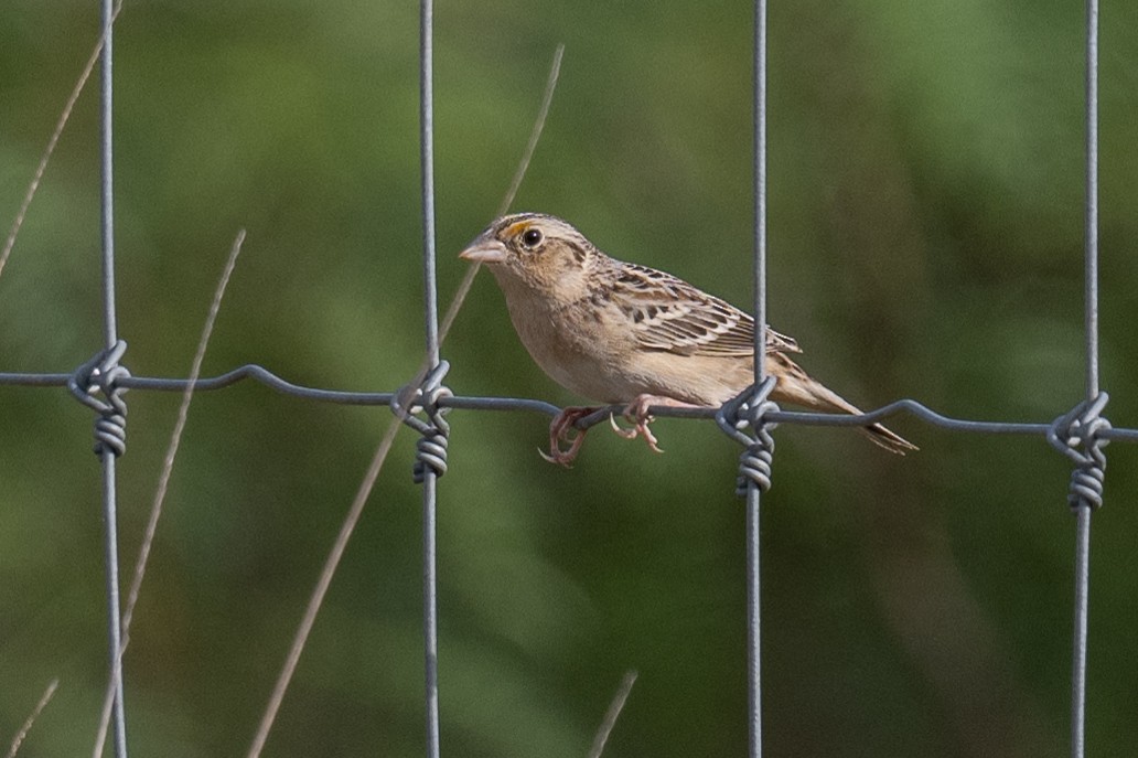 Grasshopper Sparrow - ML617188011