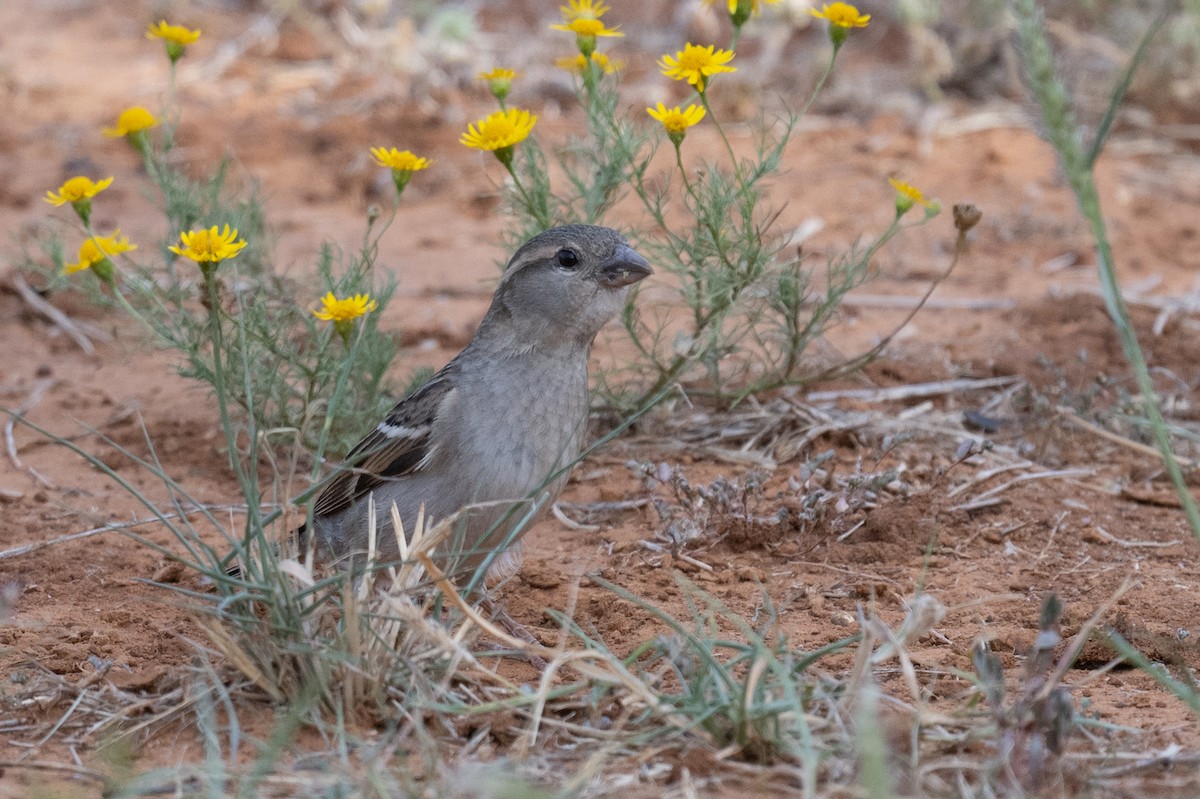 House Sparrow - ML617188019