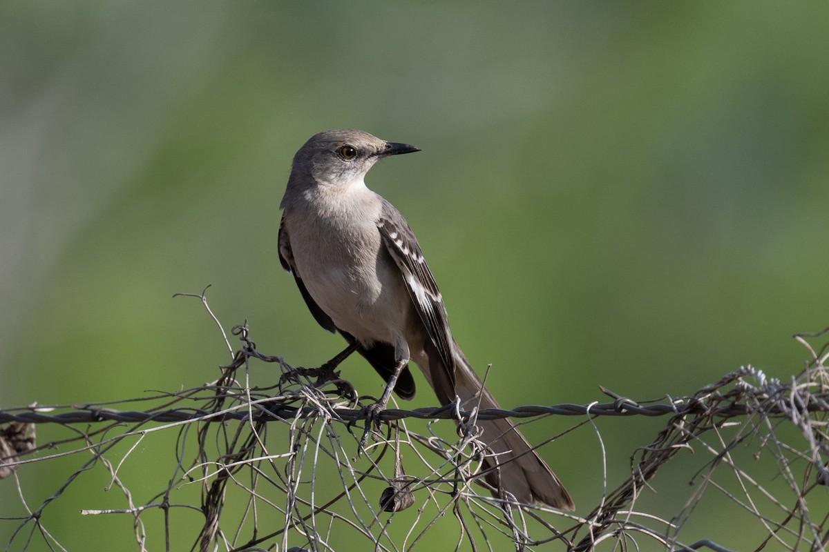 Northern Mockingbird - ML617188025