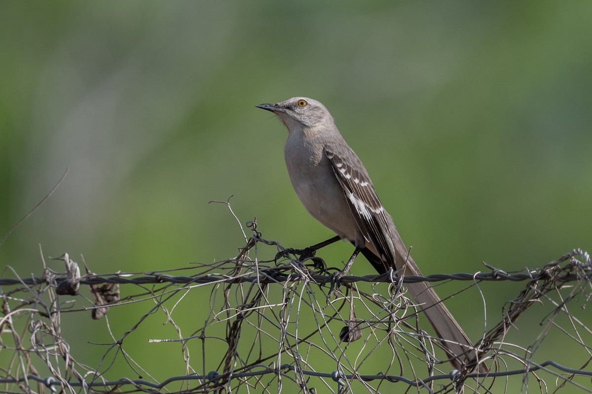 Northern Mockingbird - ML617188026