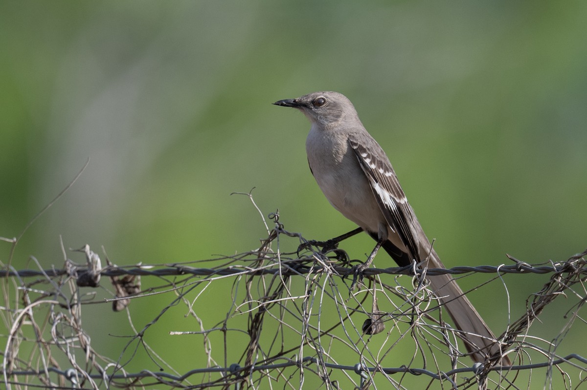 Northern Mockingbird - ML617188027