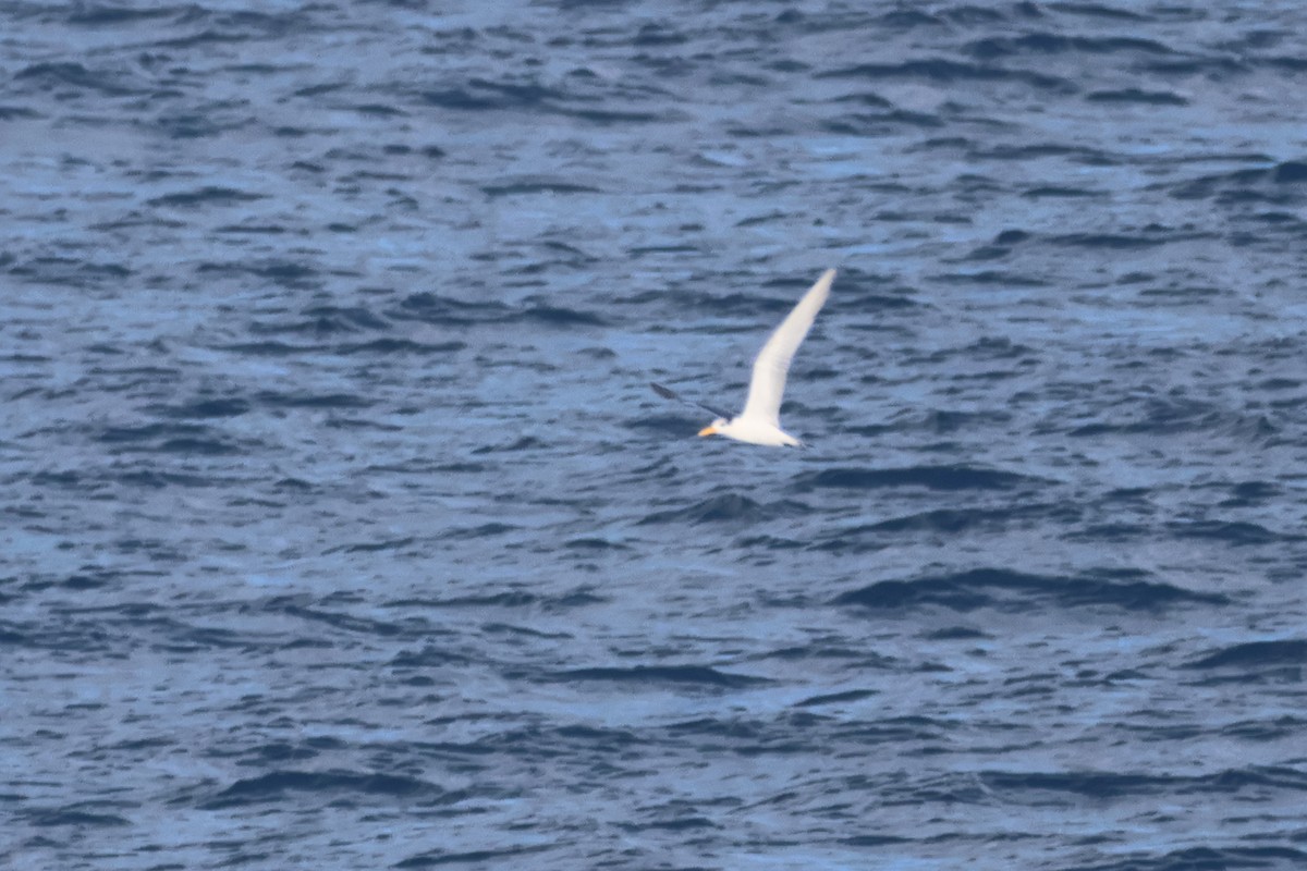 Great Crested Tern - Alexandre Hespanhol Leitão