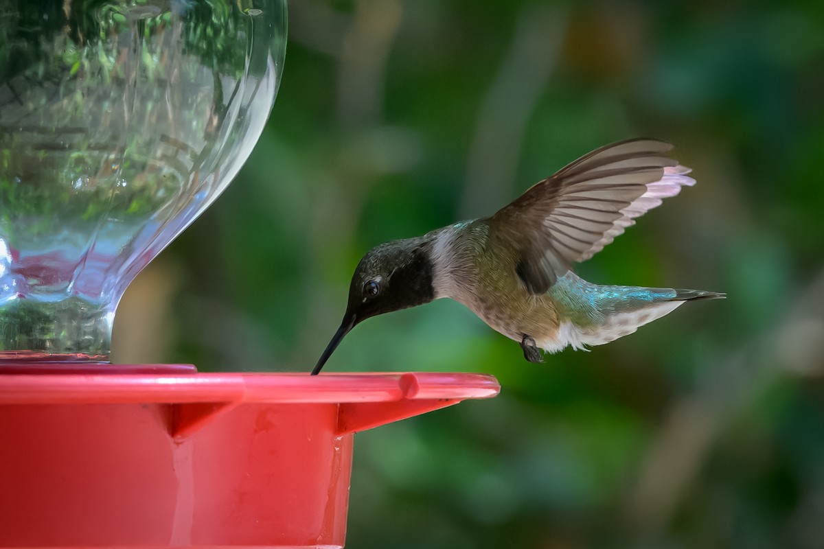 Black-chinned Hummingbird - ML617188077