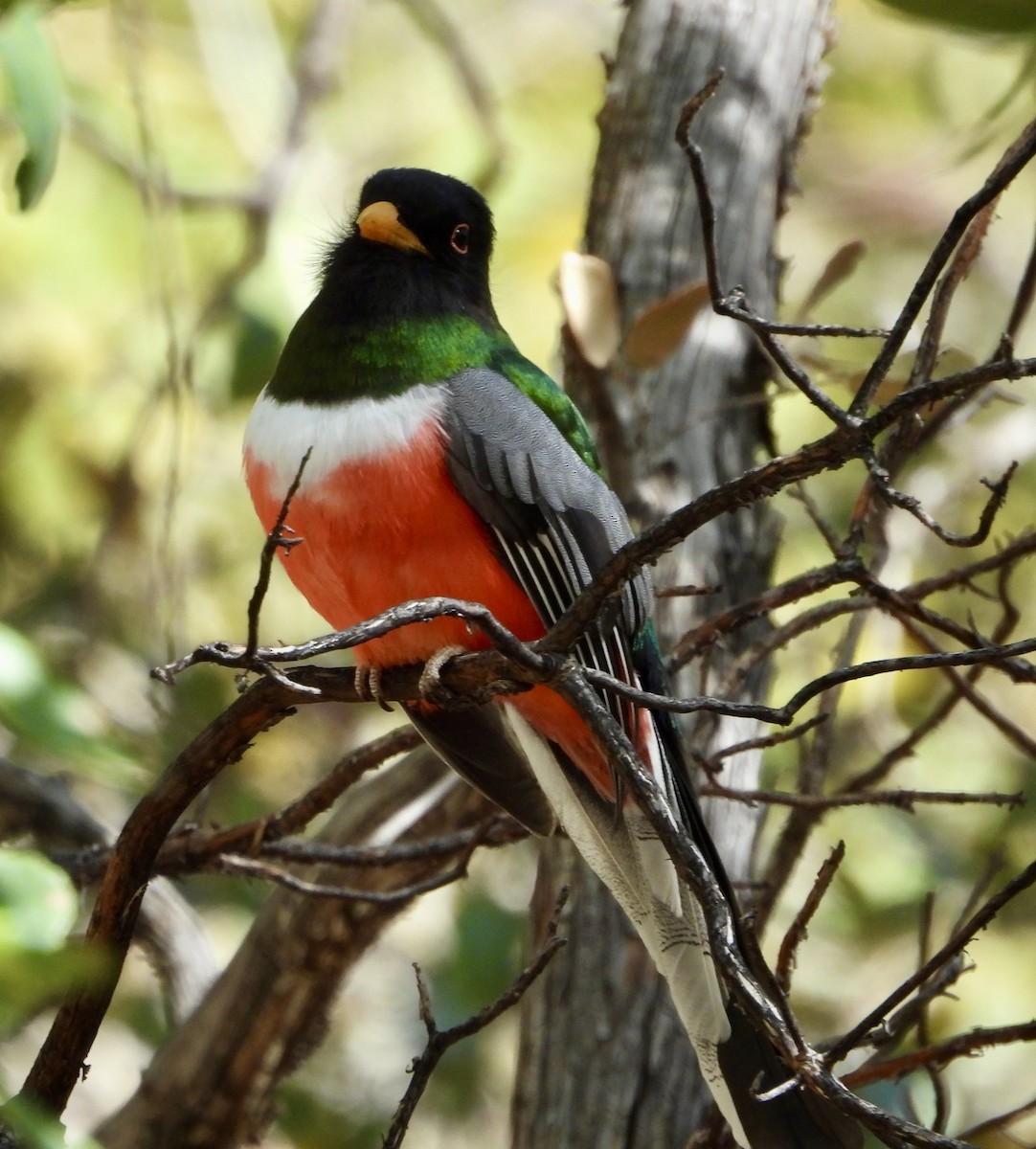 trogon krásný - ML617188172