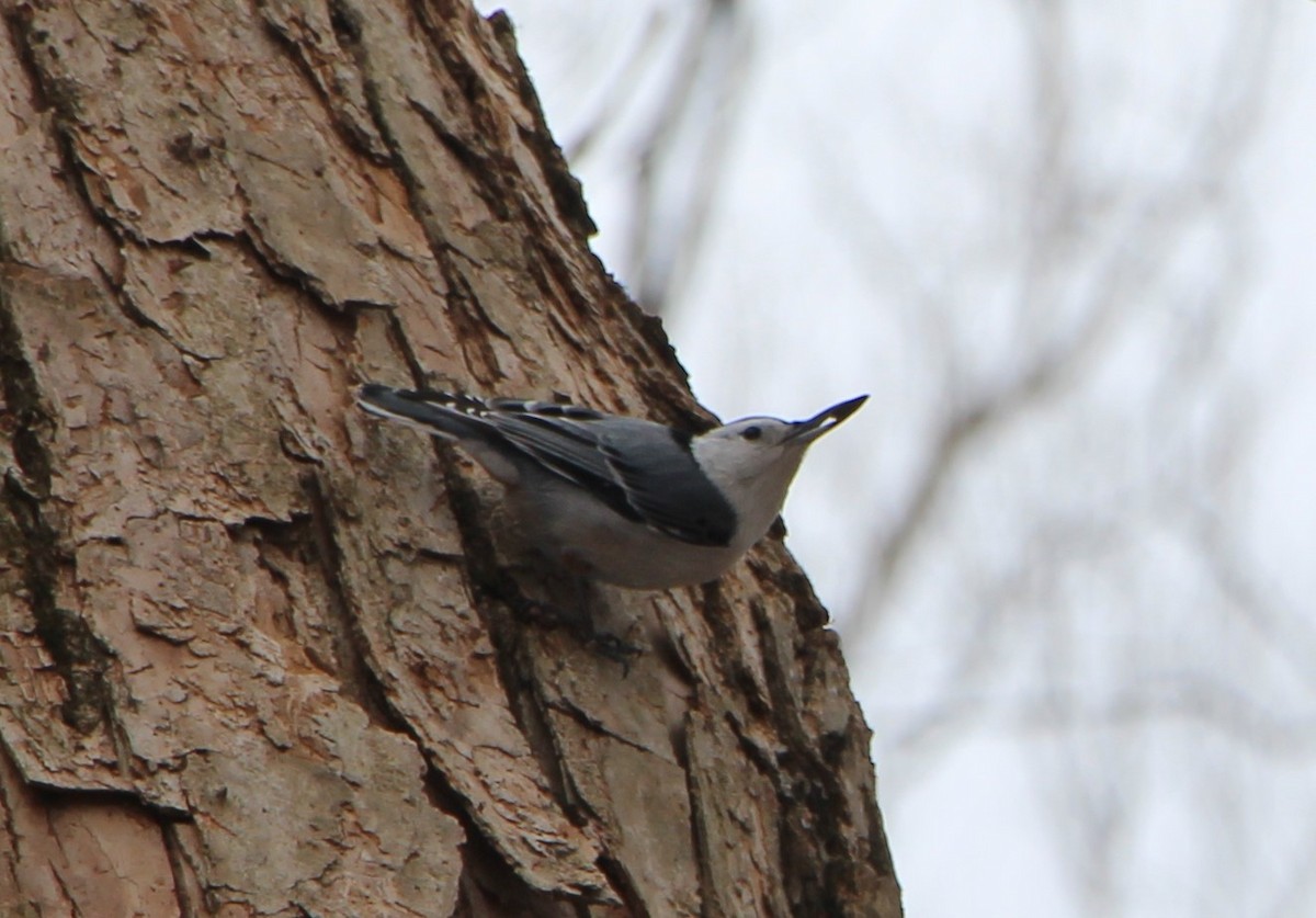 White-breasted Nuthatch - ML617188177