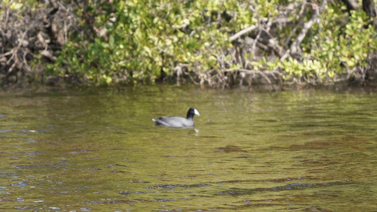 American Coot - Bob Dolgan