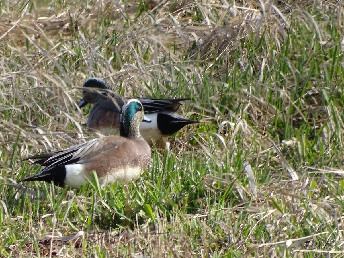 American Wigeon - ML617188196