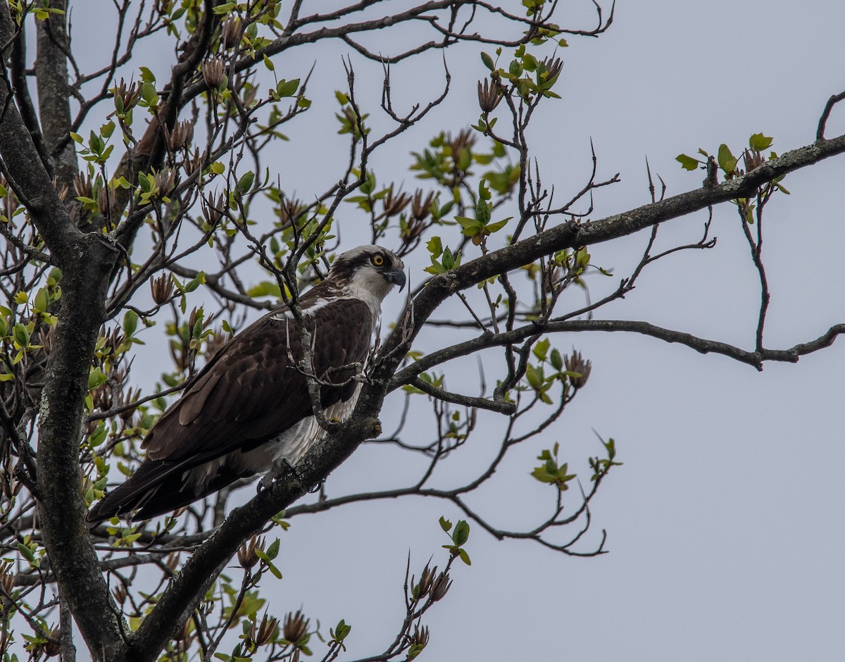 Osprey - ML617188198