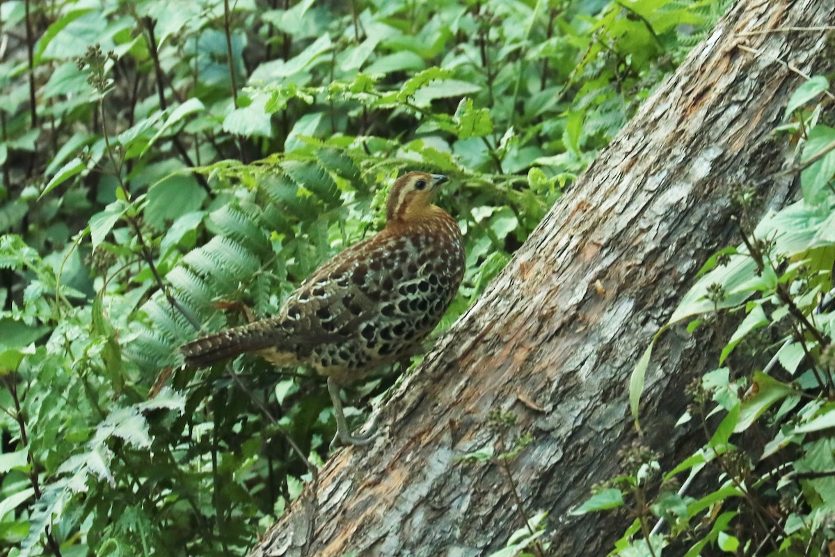 Mountain Bamboo-Partridge - ML617188200