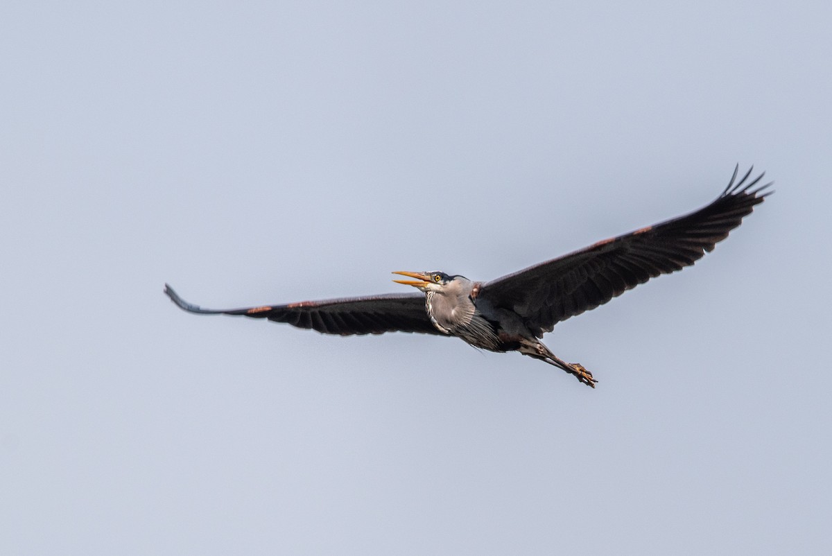 Great Blue Heron - ML617188244