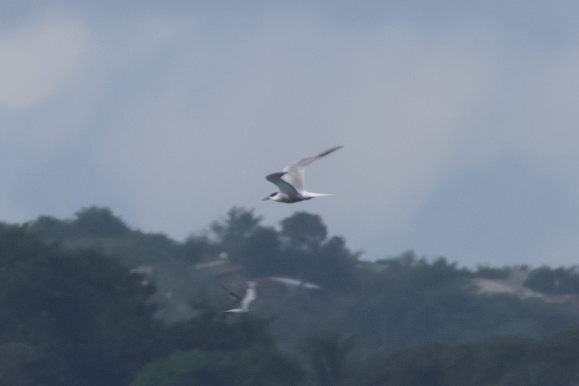 Common Tern - Alexandre Hespanhol Leitão