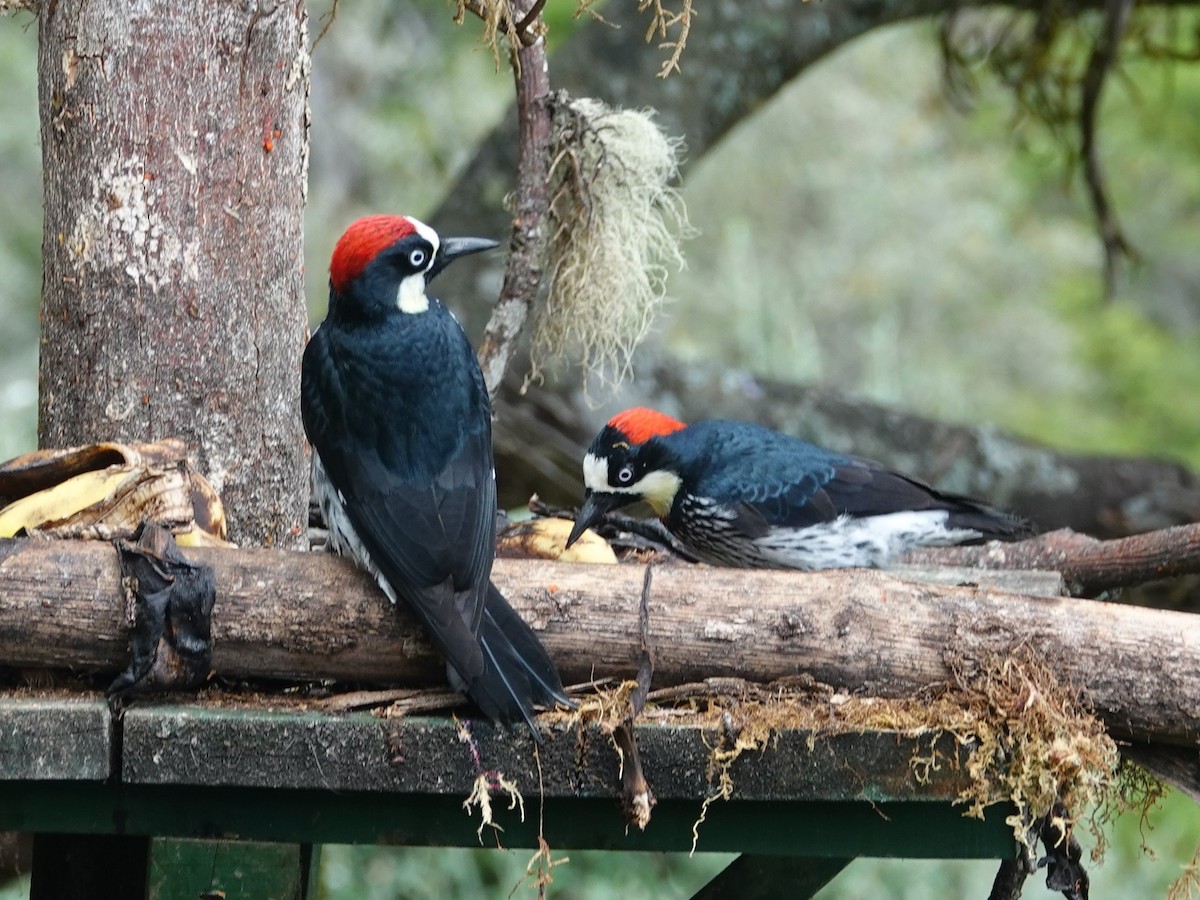 Acorn Woodpecker - ML617188291