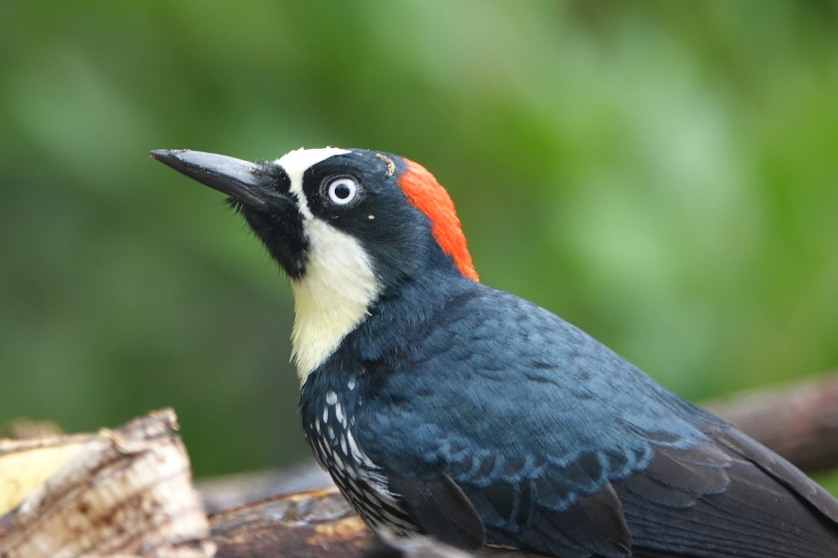 Acorn Woodpecker - ML617188292