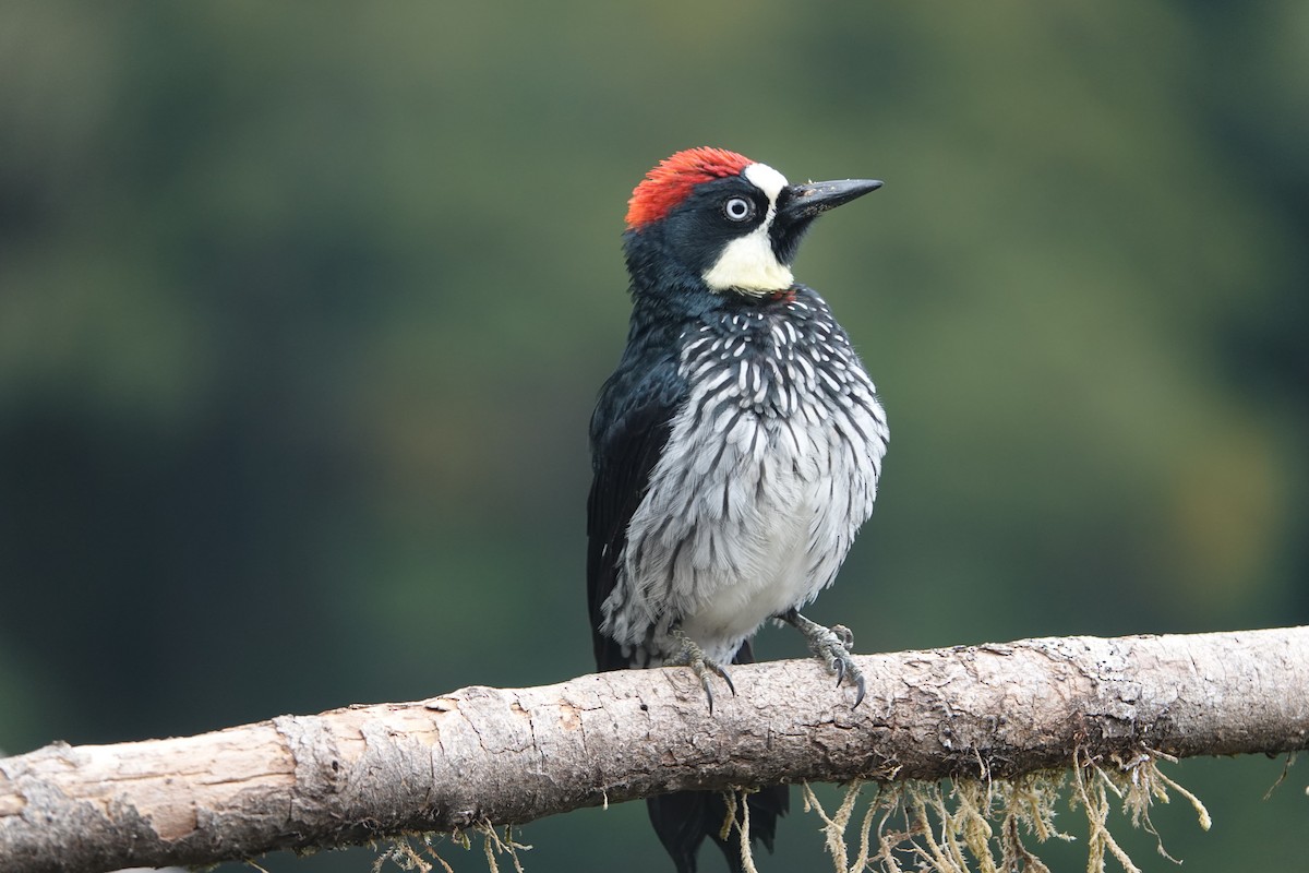 Acorn Woodpecker - Dorothy Wadlow