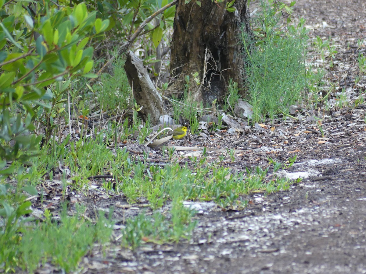 Hooded Warbler - ML617188314