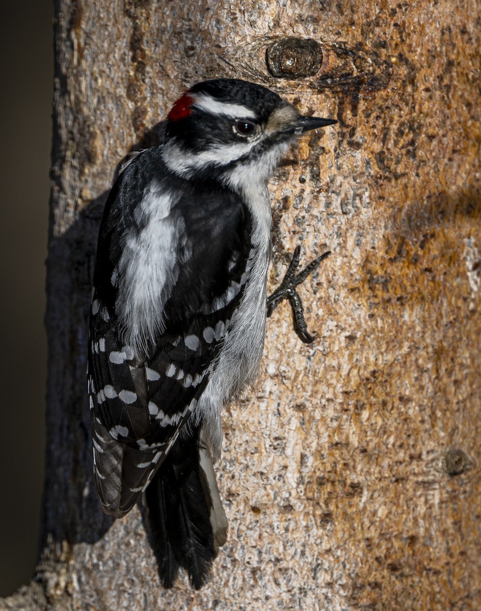 Downy Woodpecker - Douglas Knight