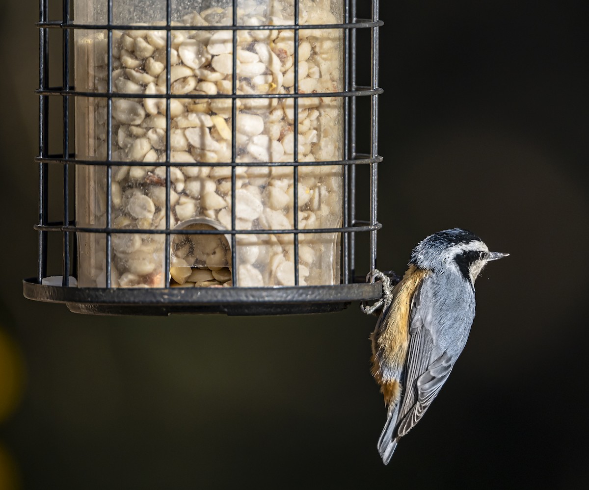Red-breasted Nuthatch - Douglas Knight