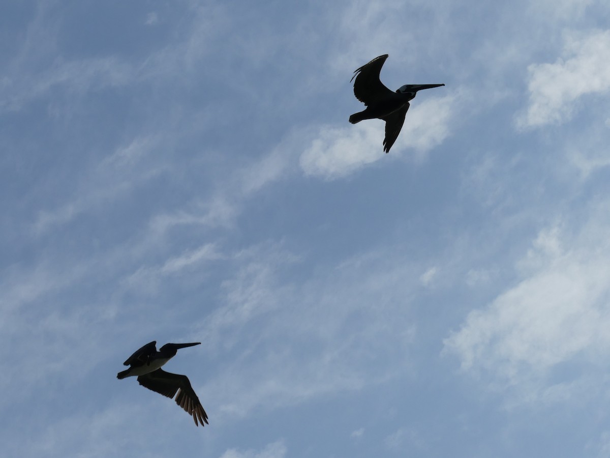 Brown Pelican - Jim & Ann Eachus