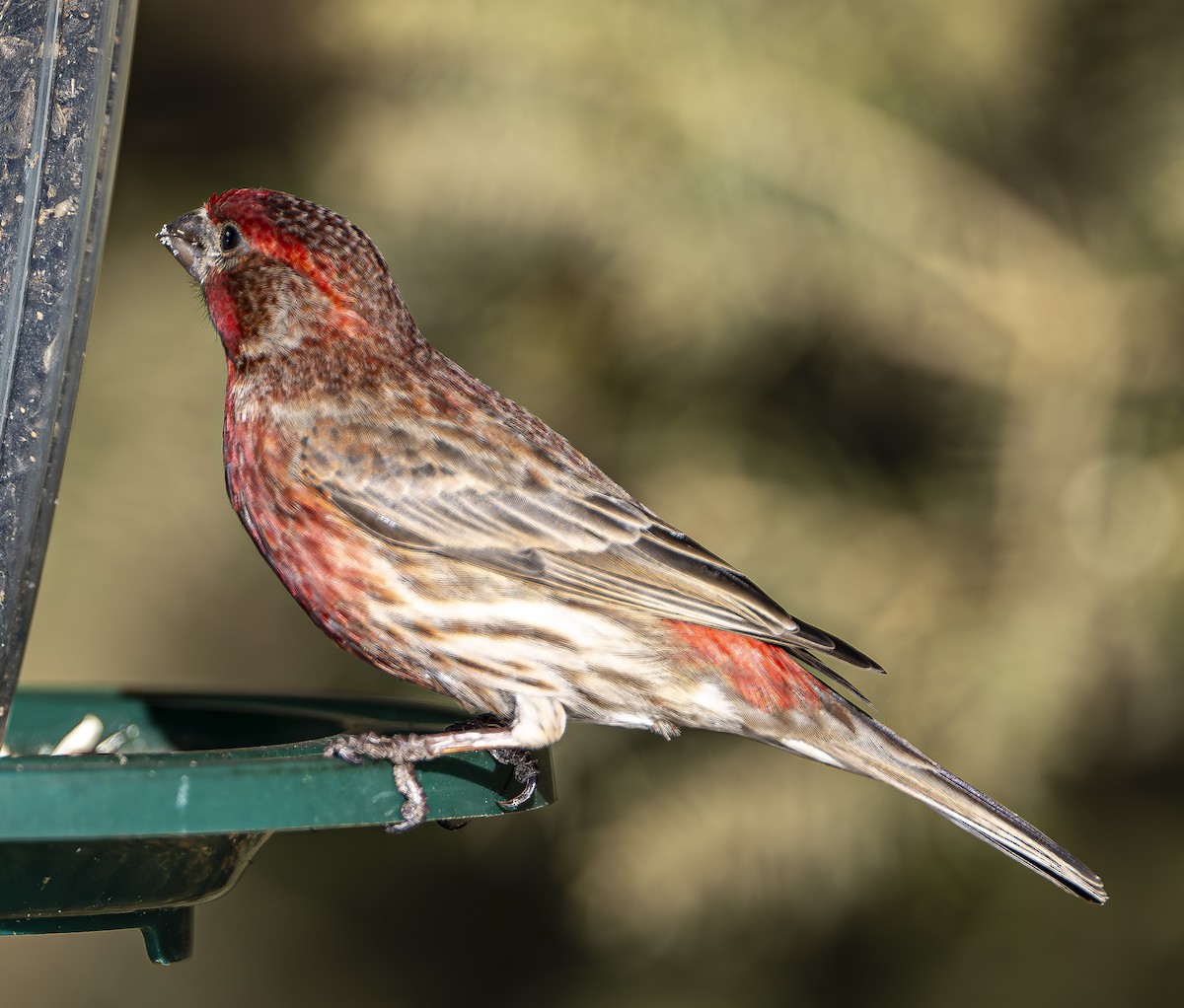 House Finch - Douglas Knight