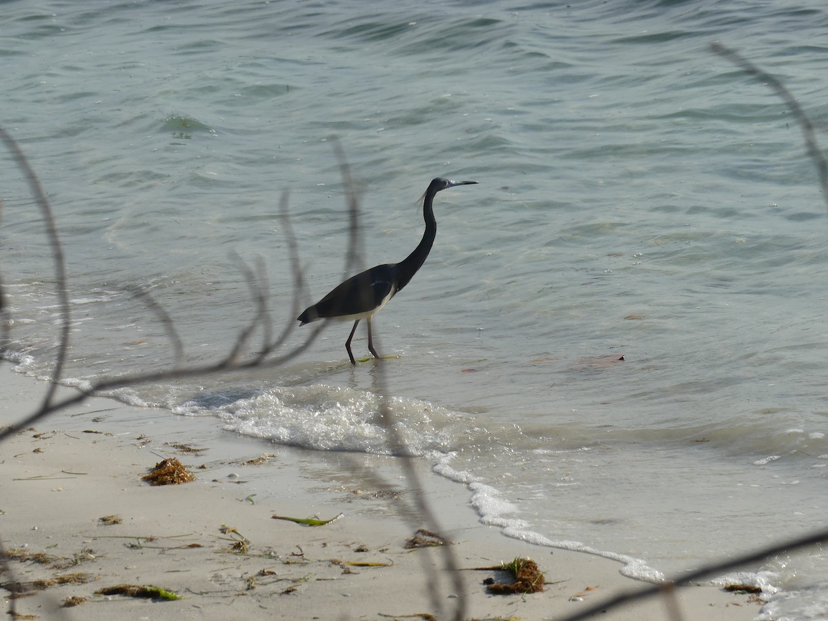 Tricolored Heron - ML617188423